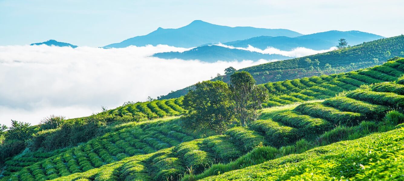 Đồi chè Ô Long Đà Lạt